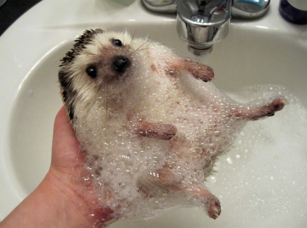soapy_hedgehog_bath-600x4462.jpg